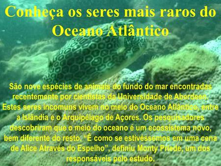 Conheça os seres mais raros do Oceano Atlântico