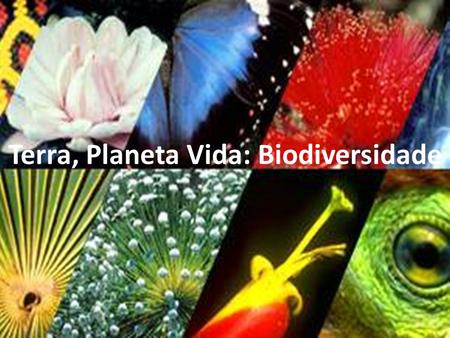 Terra, Planeta Vida: Biodiversidade