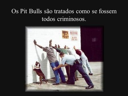Os Pit Bulls são tratados como se fossem todos criminosos.