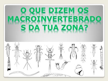O que dizem os macroinvertebrados da tua zona?