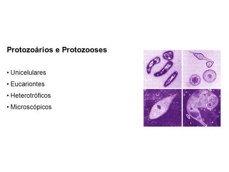 Protozoários e Protozooses
