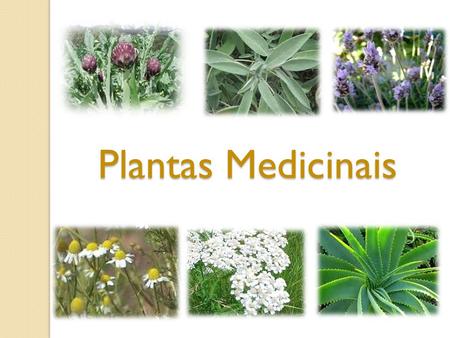 Plantas Medicinais.