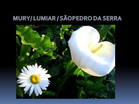 MURY/ LUMIAR / SÃOPEDRO DA SERRA