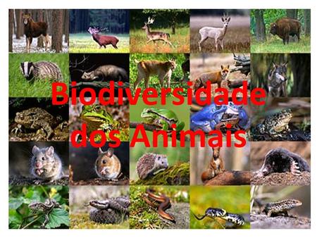 Biodiversidade dos Animais