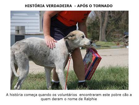 HISTÓRIA VERDADEIRA - APÓS O TORNADO A história começa quando os voluntários encontraram este pobre cão a quem deram o nome de Ralphie.