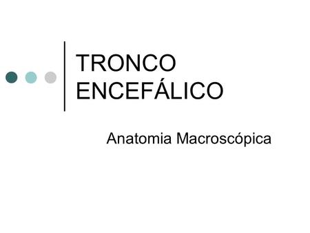 Anatomia Macroscópica