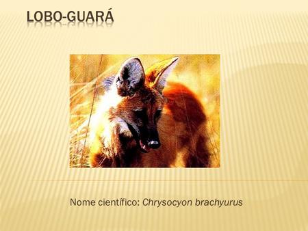 Nome científico: Chrysocyon brachyurus