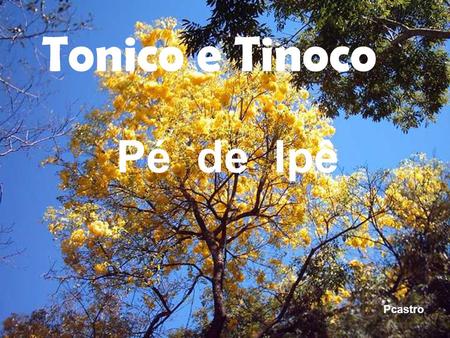 Tonico e Tinoco Pé de Ipê Pcastro.