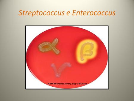 Streptococcus e Enterococcus