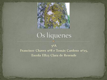 Os líquenes 5ºA Francisco Chaves nº8 e Tomás Cardoso nº25,