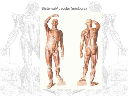 Sistema Muscular (miologia)