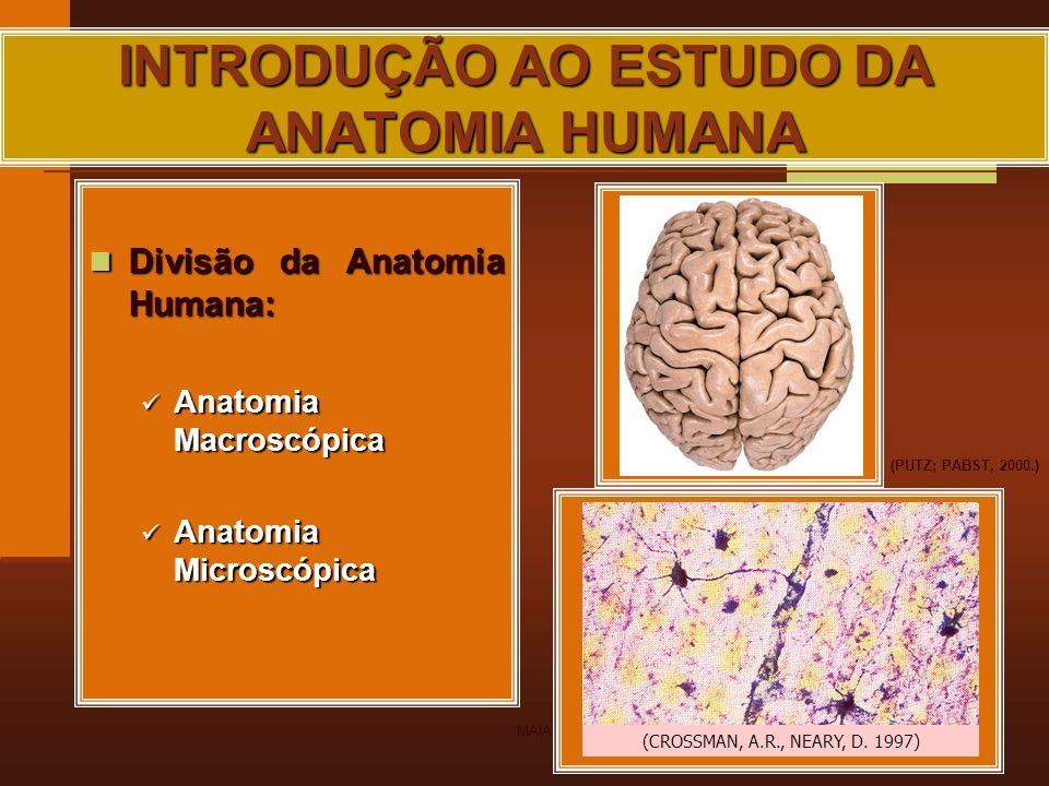 Introdução anatomia humana