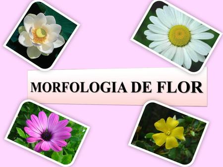 MORFOLOGIA DE FLOR.