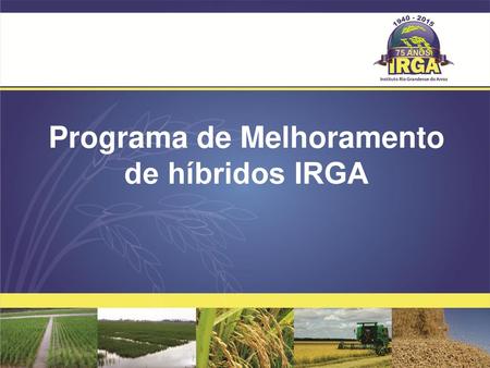 Programa de Melhoramento de híbridos IRGA