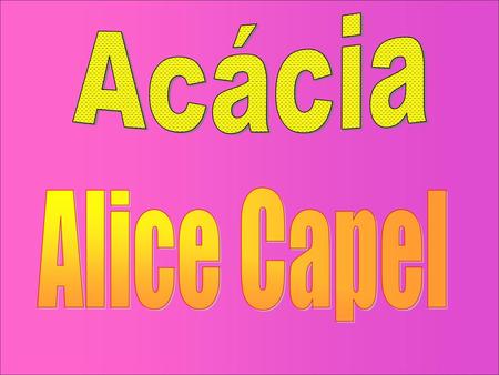 Acácia Alice Capel.