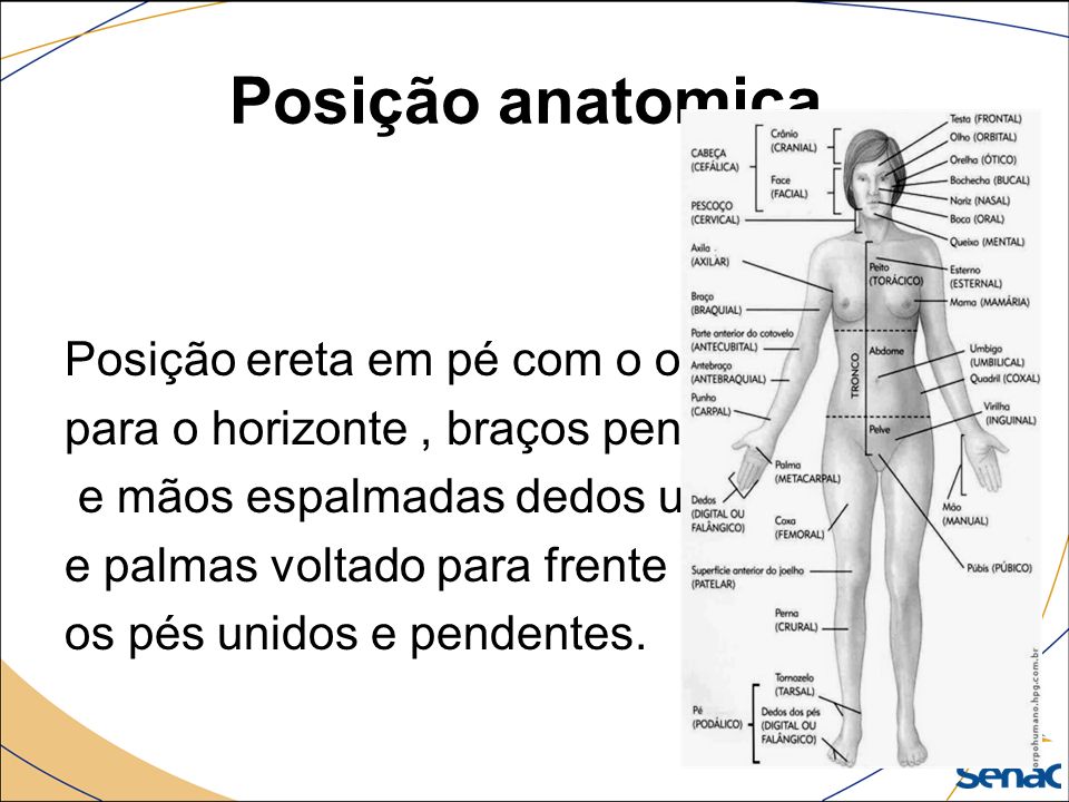 Anatomia estudo do corpo humano