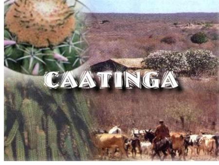 Caatinga (do tupi: caa (mata) + tinga (branca) = mata branca) é o único bioma exclusivamente brasileiro, o que significa que grande parte do seu patrimônio.