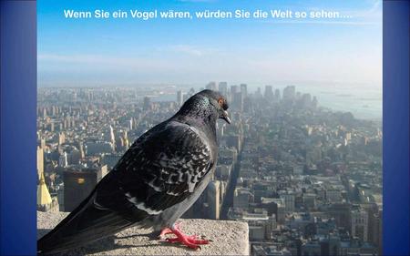 Wenn Sie ein Vogel wären, würden Sie die Welt so sehen….