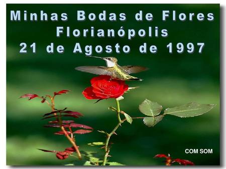 Minhas Bodas de Flores Florianópolis 21 de Agosto de 1997