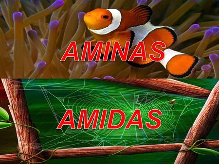 AMINAS AMIDAS.