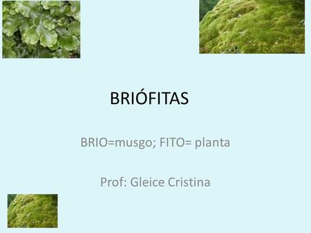 BRIO=musgo; FITO= planta Prof: Gleice Cristina