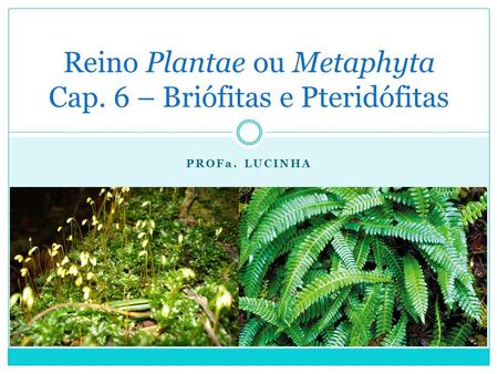 Reino Plantae ou Metaphyta Cap. 6 – Briófitas e Pteridófitas