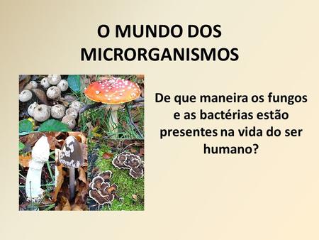 O MUNDO DOS MICRORGANISMOS