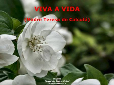 (Madre Teresa de Calcutá) Imagens Alessandro Queiroz Zuliani  2005 - www.aqz.it VIVA A VIDA.