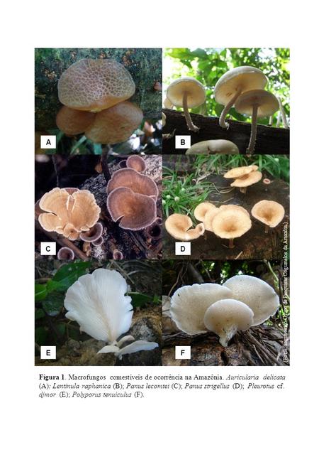 A B C D E F (Fotos: arquivos do Grupo de Pesquisas Cogumelos da Amazôia.) Figura 1. Macrofungos comestíveis de ocorrência na Amazônia. Auricularia delicata.