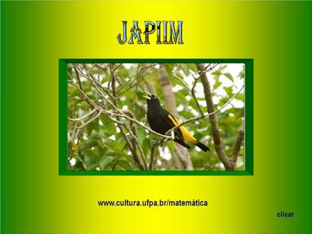 www.cultura.ufpa.br/matemática clicar “O pássaro candidato a ser o símbolo da docência brasileira” Autor: Professor pesquisador J. B. Nascimento Matemática.