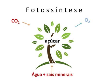 F o t o s s í n t e s e O2 CO2 açúcar Água + sais minerais.