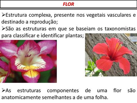 FLOR Estrutura complexa, presente nos vegetais vasculares e destinado a reprodução; São as estruturas em que se baseiam os taxonomistas para classificar.