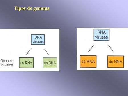 Tipos de genoma. depende da fase do ciclo de vida.