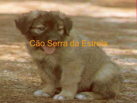 Cão Serra da Estrela O cão Serra da Estrela Das oito raças de cães portugueses o cão Serra da Estrela distingue-se pela sua corpulência (65 a 72 cm.