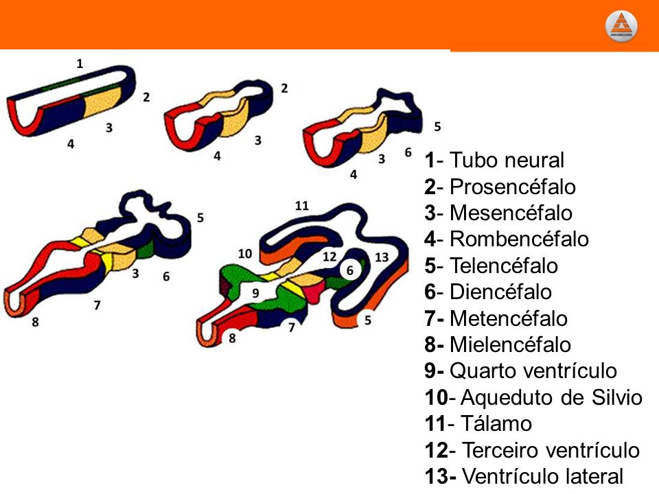 1- Tubo neural 2- Prosencéfalo 3- Mesencéfalo 4- Rombencéfalo 5- Telencéfalo 6- Diencéfalo 7- Metencéfalo 8- Mielencéfalo 9- Quarto ventrículo 10- Aqueduto de Silvio 11- Tálamo 12- Terceiro ventrículo 13- Ventrículo lateral