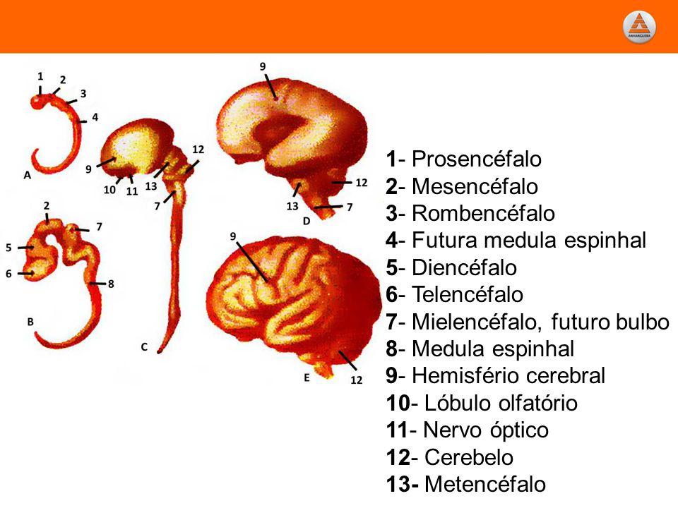 1- Prosencéfalo 2- Mesencéfalo 3- Rombencéfalo 4- Futura medula espinhal 5- Diencéfalo 6- Telencéfalo 7- Mielencéfalo, futuro bulbo 8- Medula espinhal 9- Hemisfério cerebral 10- Lóbulo olfatório 11- Nervo óptico 12- Cerebelo 13- Metencéfalo
