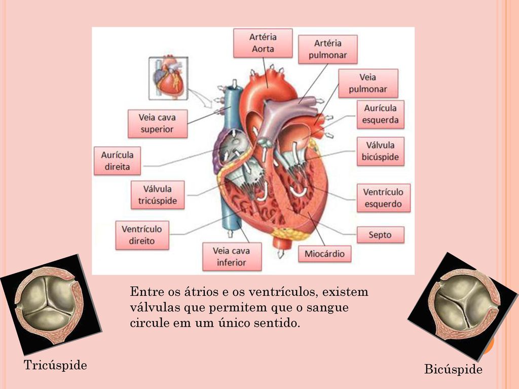 Entre os átrios e os ventrículos, existem válvulas que permitem que o sangue circule em um único sentido.