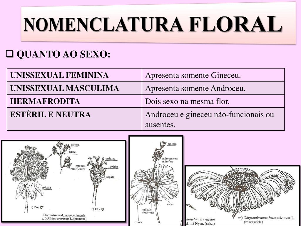 NOMENCLATURA FLORAL QUANTO AO SEXO: UNISSEXUAL FEMININA