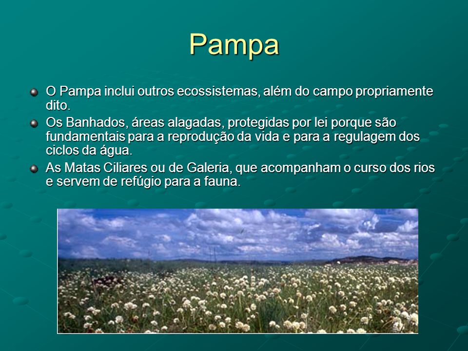 Pampa O Pampa inclui outros ecossistemas, além do campo propriamente dito.