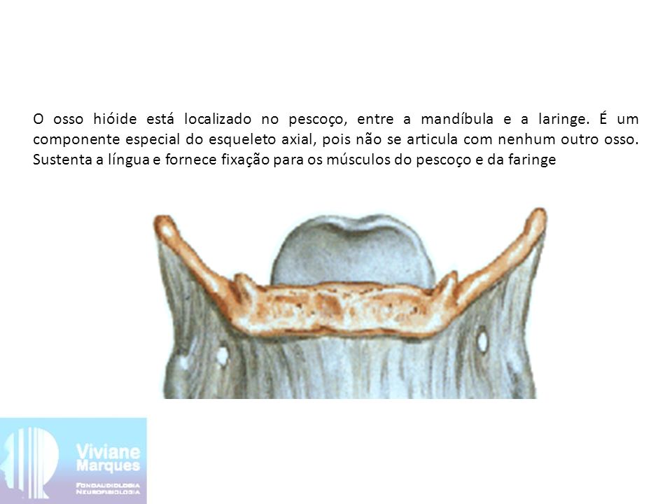 O osso hióide está localizado no pescoço, entre a mandíbula e a laringe.