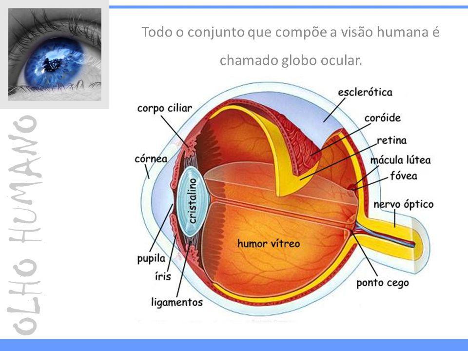 Todo o conjunto que compõe a visão humana é chamado globo ocular.