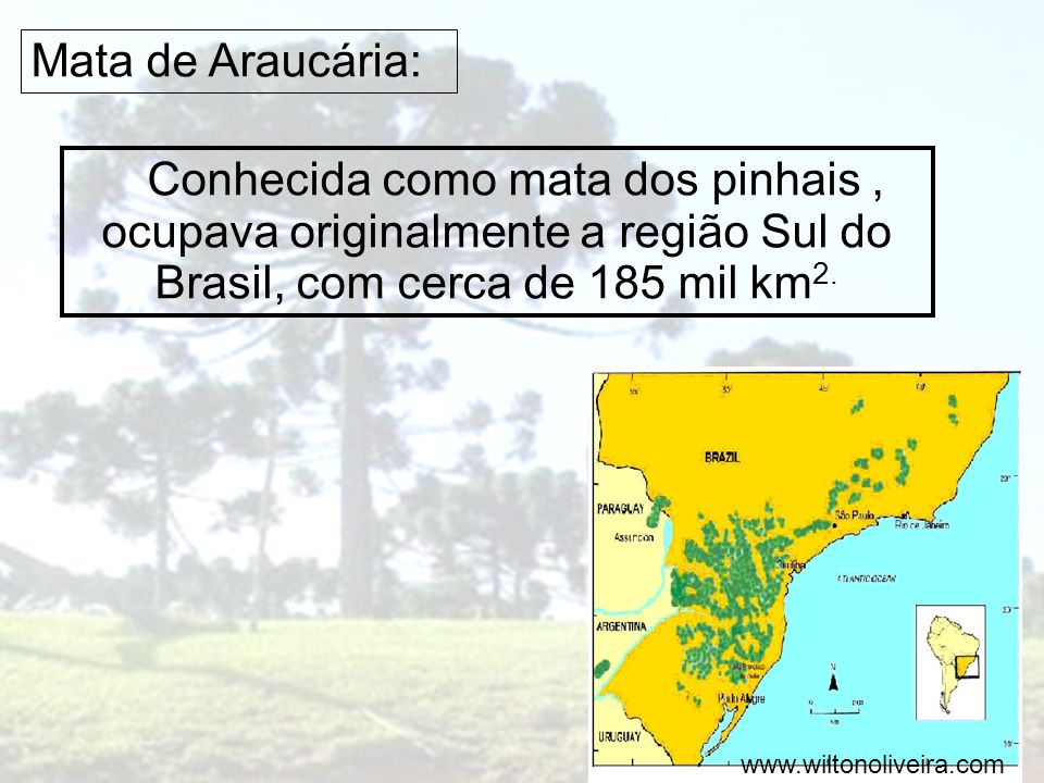 Mata de Araucária: Conhecida como mata dos pinhais , ocupava originalmente a região Sul do Brasil, com cerca de 185 mil km2.