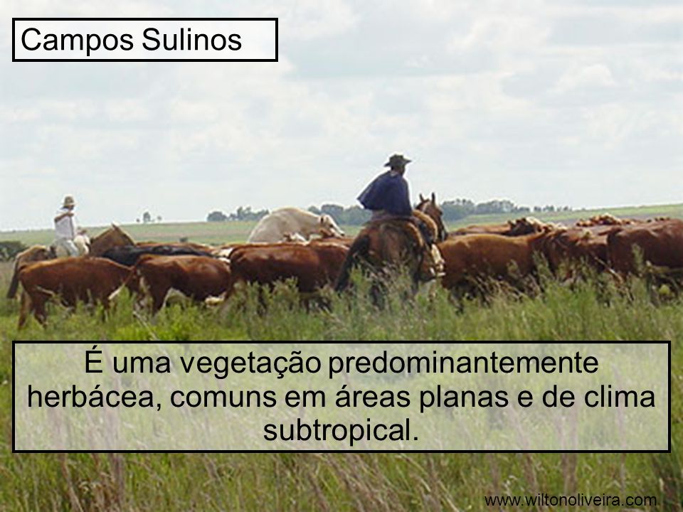 Campos Sulinos É uma vegetação predominantemente herbácea, comuns em áreas planas e de clima subtropical.