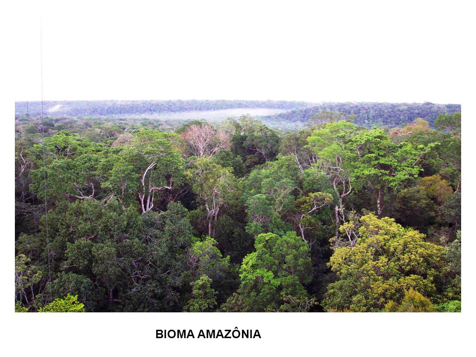 BIOMA AMAZÔNIA