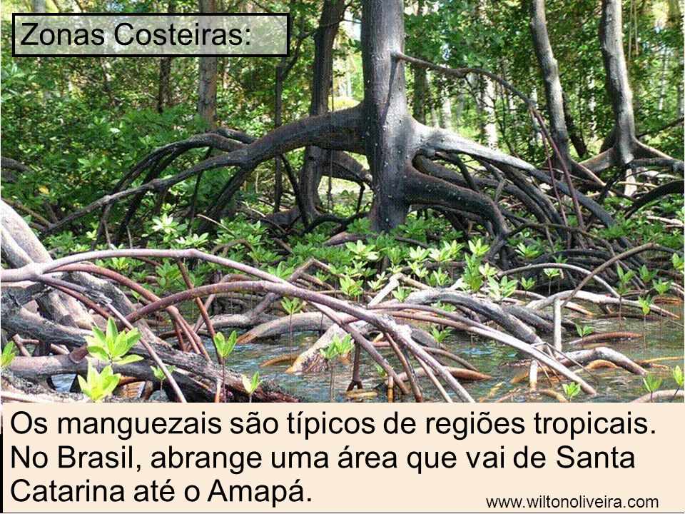 Zonas Costeiras: Os manguezais são típicos de regiões tropicais. No Brasil, abrange uma área que vai de Santa Catarina até o Amapá.