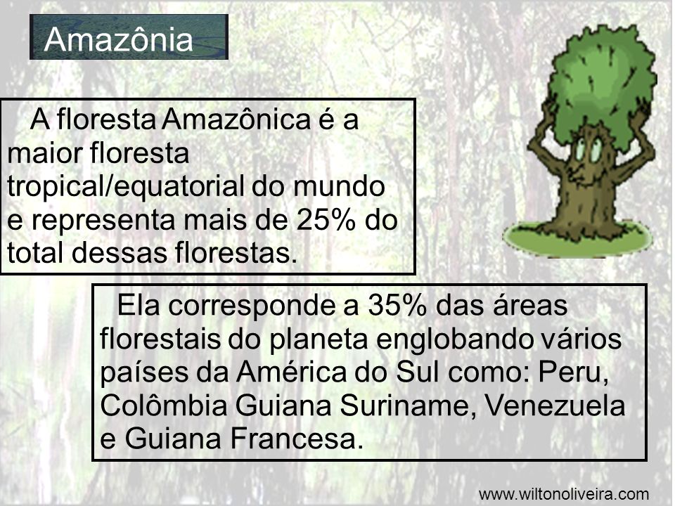 Amazônia A floresta Amazônica é a maior floresta tropical/equatorial do mundo e representa mais de 25% do total dessas florestas.