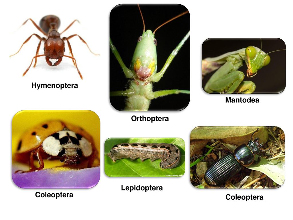 Hymenoptera Mantodea Orthoptera Lepidoptera Coleoptera Coleoptera