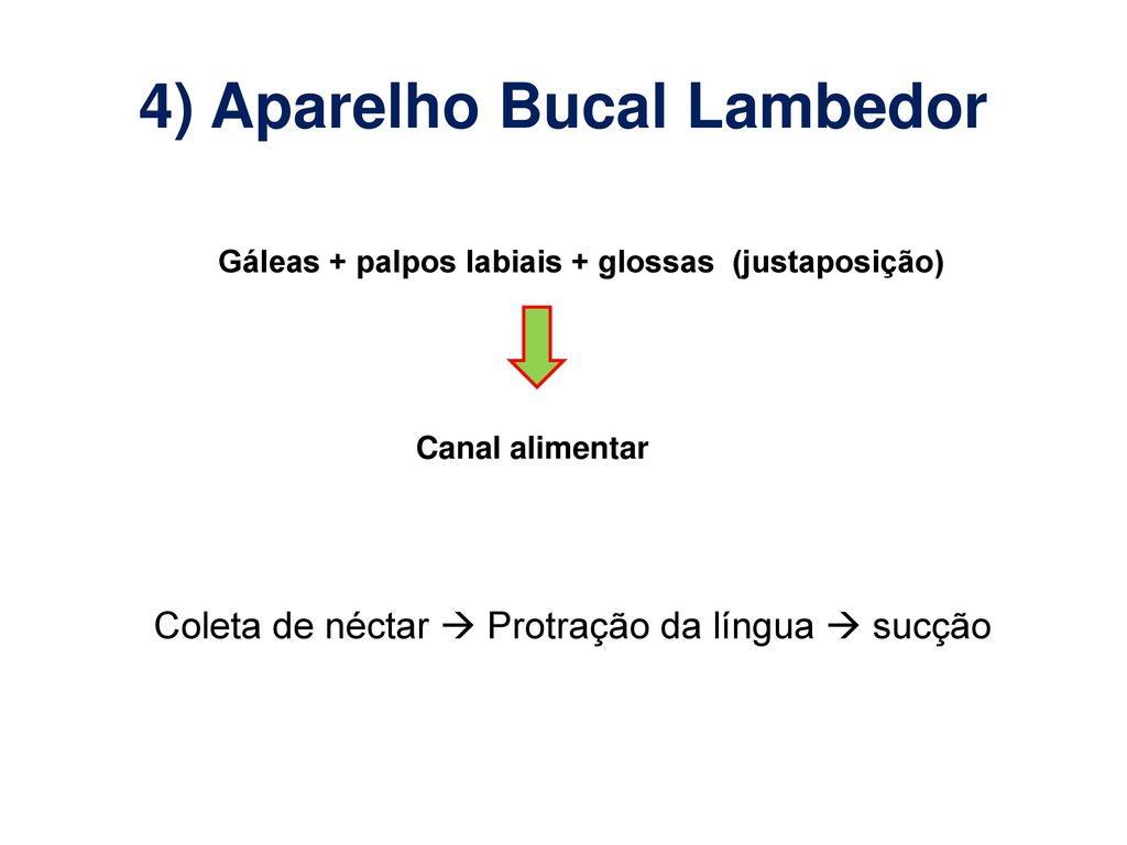 4) Aparelho Bucal Lambedor