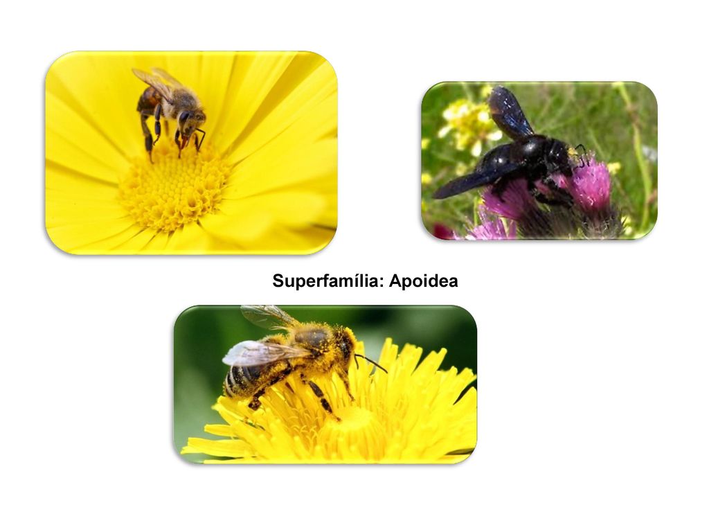 Superfamília: Apoidea