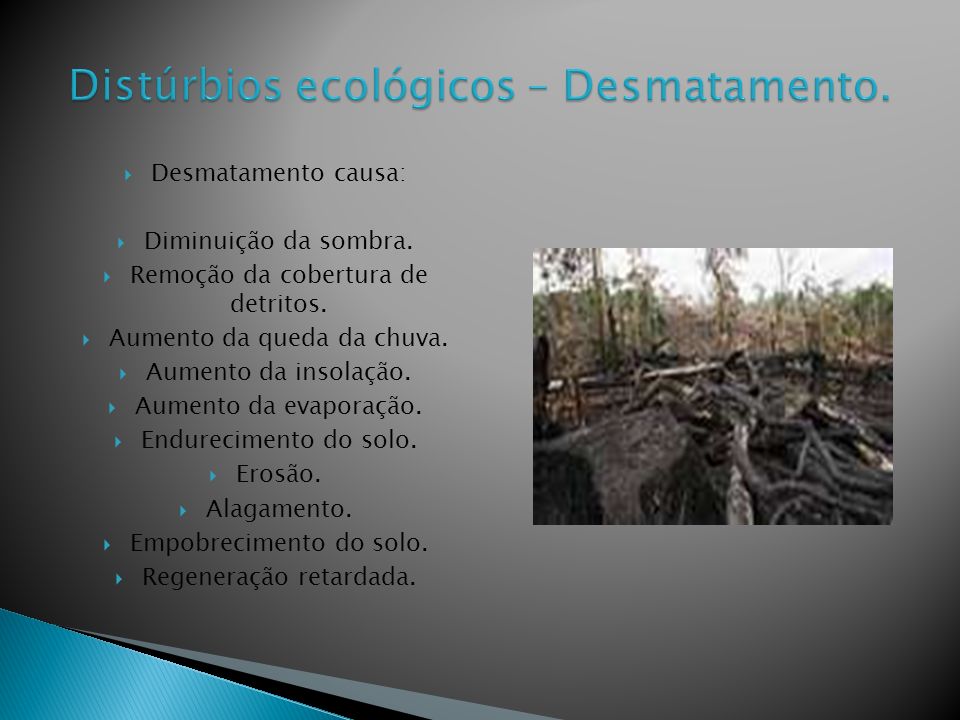 Distúrbios ecológicos – Desmatamento.